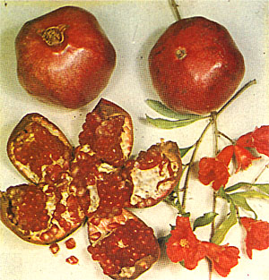 Plate XLIX: POMEGRANATE, Punica granatum