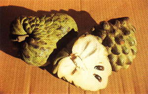 Plate 7: CHERIMOYA, Annona cherimola