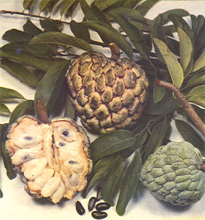 Sugar Apple by Julia Morton