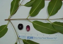 Foliage and Fruit