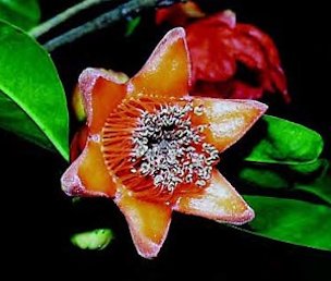 Pomegranate flower