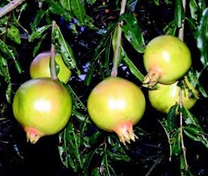 Immature fruits