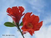 Pomegranate blossoms