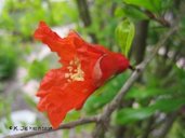 Pomegranate blossom