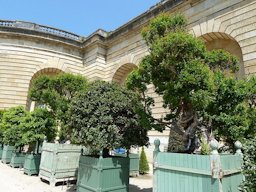 Château de Versailles orangerie grenadiers en fleurs.