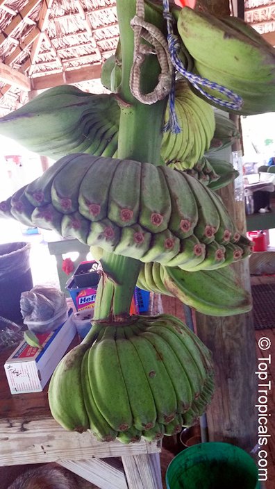 popular in Thai NEW 20 seeds Musa ABB cv Kluai Namwa Banana Cultivated banana 