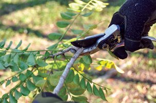 Cutting a hog plum branch for propagation