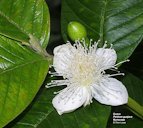 Guava flower