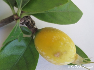 Fruit and leaves