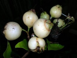 Syzygium jambos (L.) Alston