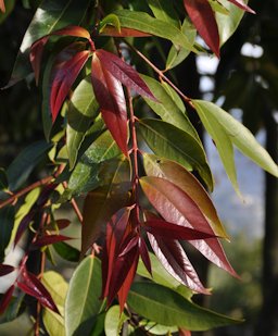 Syzygium jambos leaves