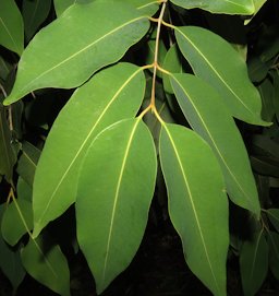 Syzygium jambo leaves