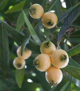 Syzygium jambos fruit (rose apples) and foliage
