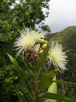 Syzygium jambos (flower)