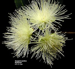 Syzygium jambos, Myrtaceae