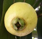 A matured fruit of Syzygium jambos