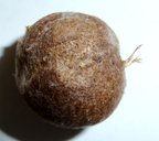 Seed of a Rose apple that fits loosely in the central cavity of the fruit