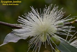 Syzygium jambos