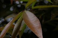 Rose Apple, Syzygium jambos. Parque Nacional Galápagos, Ecuador