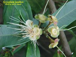 Syzygium jambos