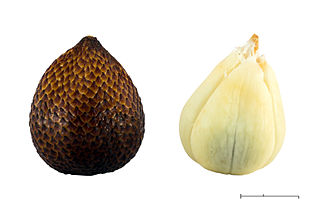 Salak pondoh cultivar