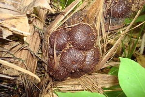 Cluster of fruit