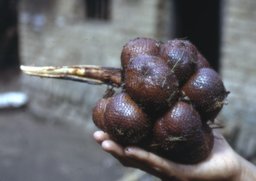 Salacca zalacca, Karangasem, Bali, Indonesia