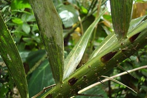 Frond with spines