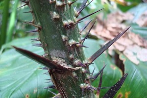 Thorny trunk