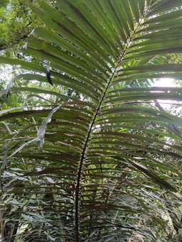 Leaf of Salacca zalacca (salak)