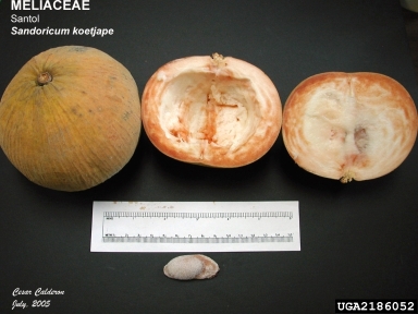 Sandoricum koetjape (Santol)