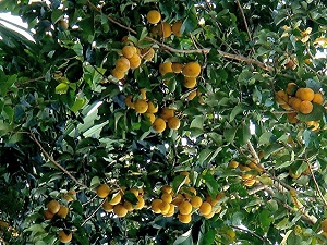 Sandoricum koetjape (Burm. f.) Merr. Fruiting branches. Jeniang, Kedah, Malaysia