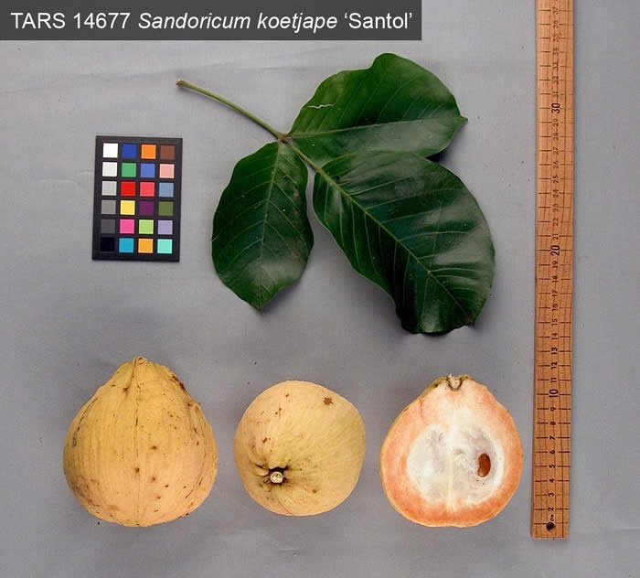 *UNCLE CHAN* 10 seed Sentul Santol sentol Sandoricum koetja sweet big fruit 