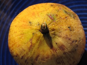 Sandoricum koetjape (Santol). Fruit from Maui Mall farmers market. Olinda, Maui, Hawaii.