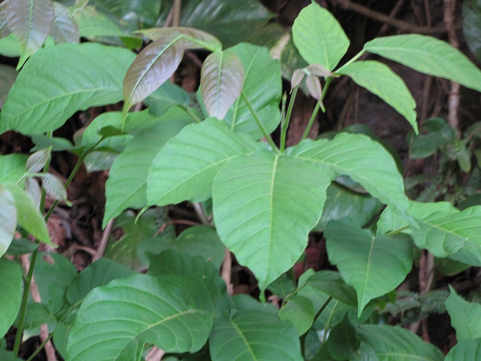 Santol - Sandoricum koetjape