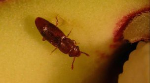 Sap beetle Carpophilus lugubris entering a Annona muriticata flower