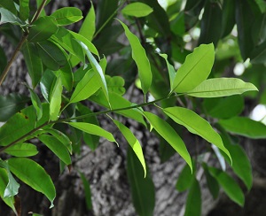 Leaf habit