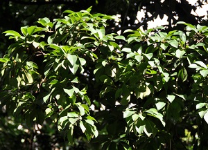 Dense canopy