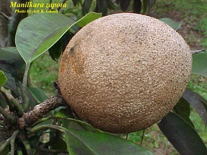 Sapodilla fruit