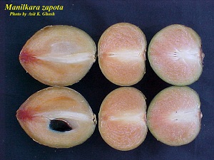 Sapodilla cross sections