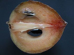 A half of a ripe Hasya sapodilla (Manilkara zapota / Sapotaceae) from Fruit and Spice Park,Homestead, Florida