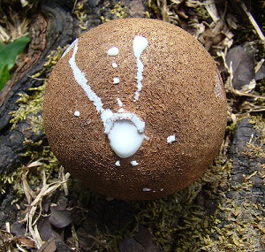 Chicle, once used for chewing gum, oozes from the pod of a Sapodilla tree. From Canal Zone, Panama