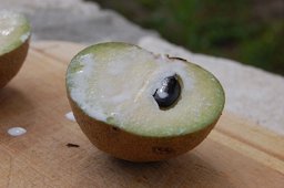 Unripe sapodilla oozing latex