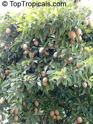 Fruit habit