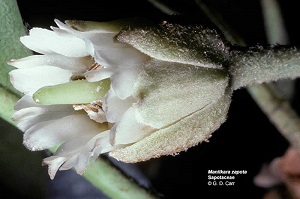 Manilkara zapota Sapotaceae