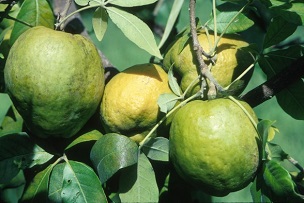 White Sapote