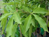 C. edulis (white sapote). Leaves, Kula Ace Hardware and Nursery, Maui, Hawai'i