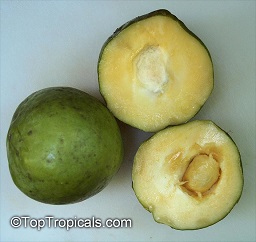 White sapote