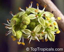 Fruit forming