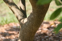 Casimiroa edulis 'Smathers'